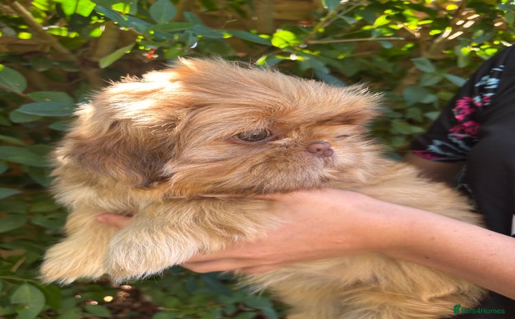 Shih Tzu dogs - Advert 1