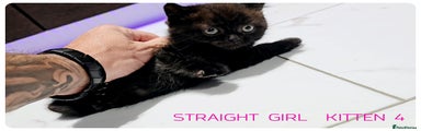 Straight Girl kitten 4 Chocolate  brown