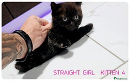 Scottish Fold cats for sale: SCOTTISH FOLD KITTENS (DELIVERY  AVAILABLE) - Image 15