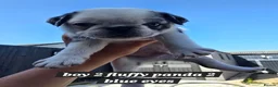 Pug dogs for sale: 5 Georgous Pug puppies  - Advert 14