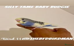 Budgerigars birds for sale: 100% Silly Tame Baby Budgies - Image 11