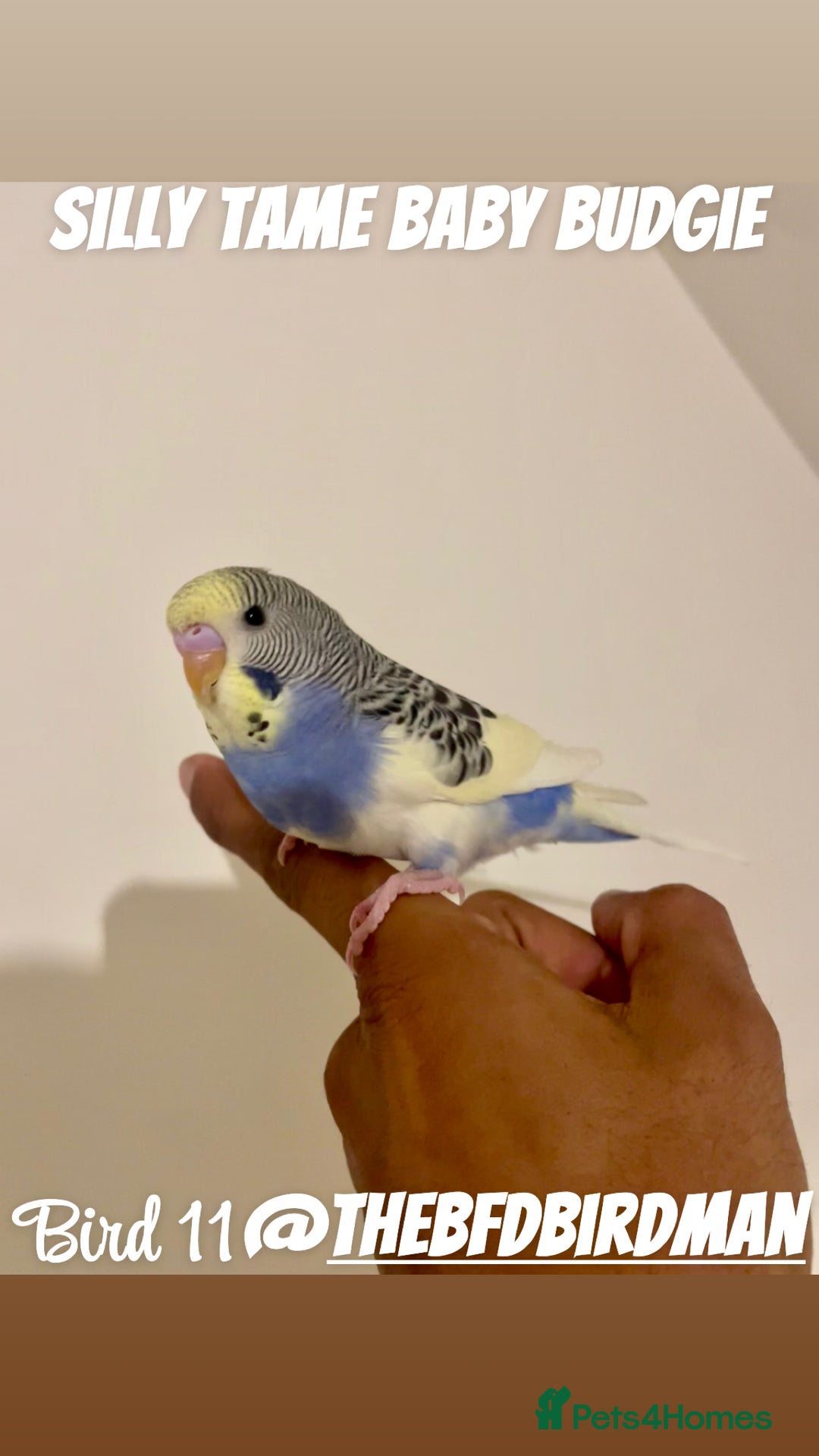 Budgerigars birds for sale: 100% Silly Tame Baby Budgies - Image 11