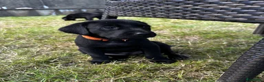 Labrador Retriever 4