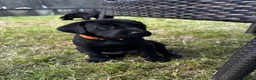 Labrador Retriever dogs for sale: Working line Labrador puppies in Totnes - Advert 3