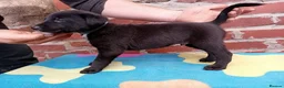 Mixed Breed dogs for sale: Lurcher pups (Collie x Whippet) - Advert 26