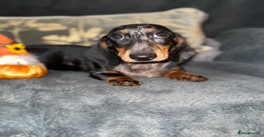 Miniature Dachshund dogs - Advert 8
