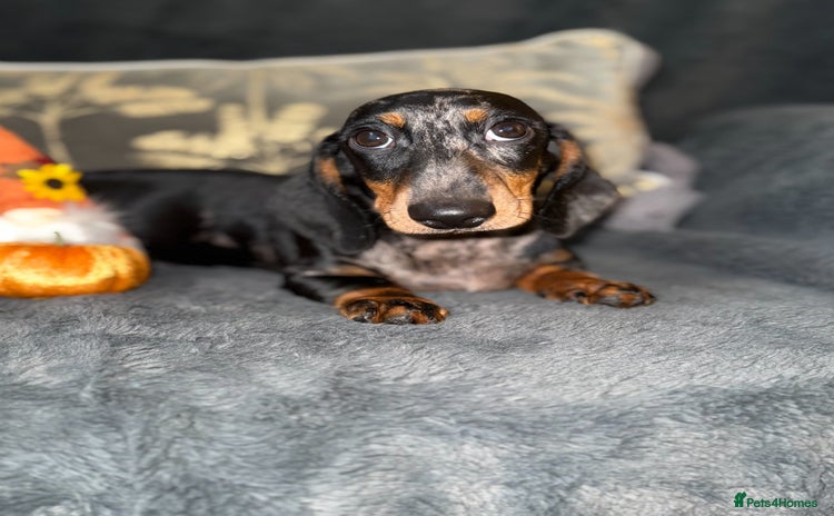 Miniature Dachshund dogs - Advert 10