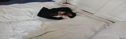 Mixed Breed cats for sale: Kittens for sale Rothwell, Kettering - Advert 8