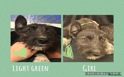 Mixed Breed dogs for sale: Lurcher cross collie  - Image 4