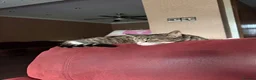 Domestic Shorthair cats for sale: Tabby print domestic shorthair cat  in Leeds - Advert 4
