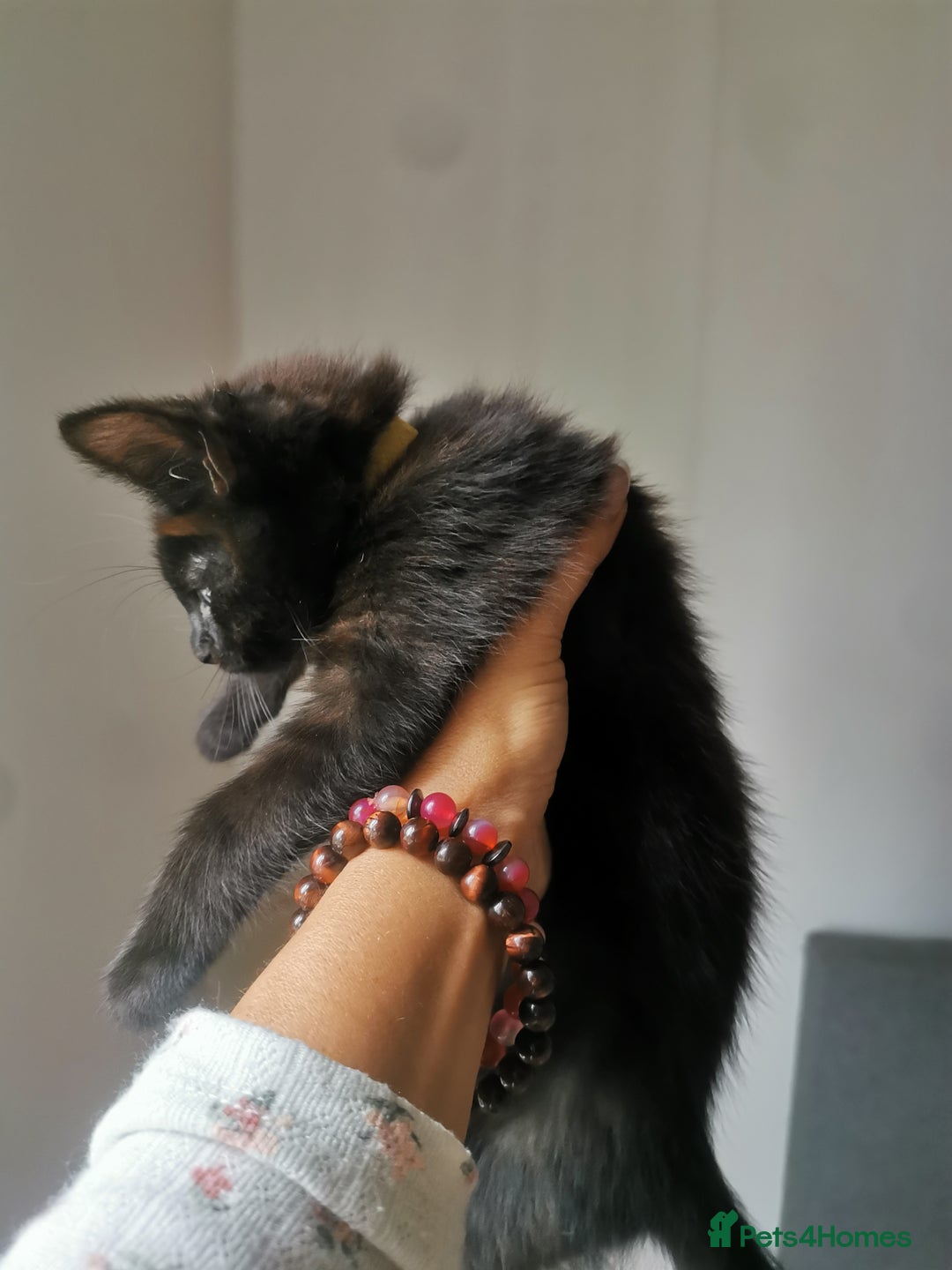 Bombay cats for sale: 6 beautiful Bombay kittens  - Image 9
