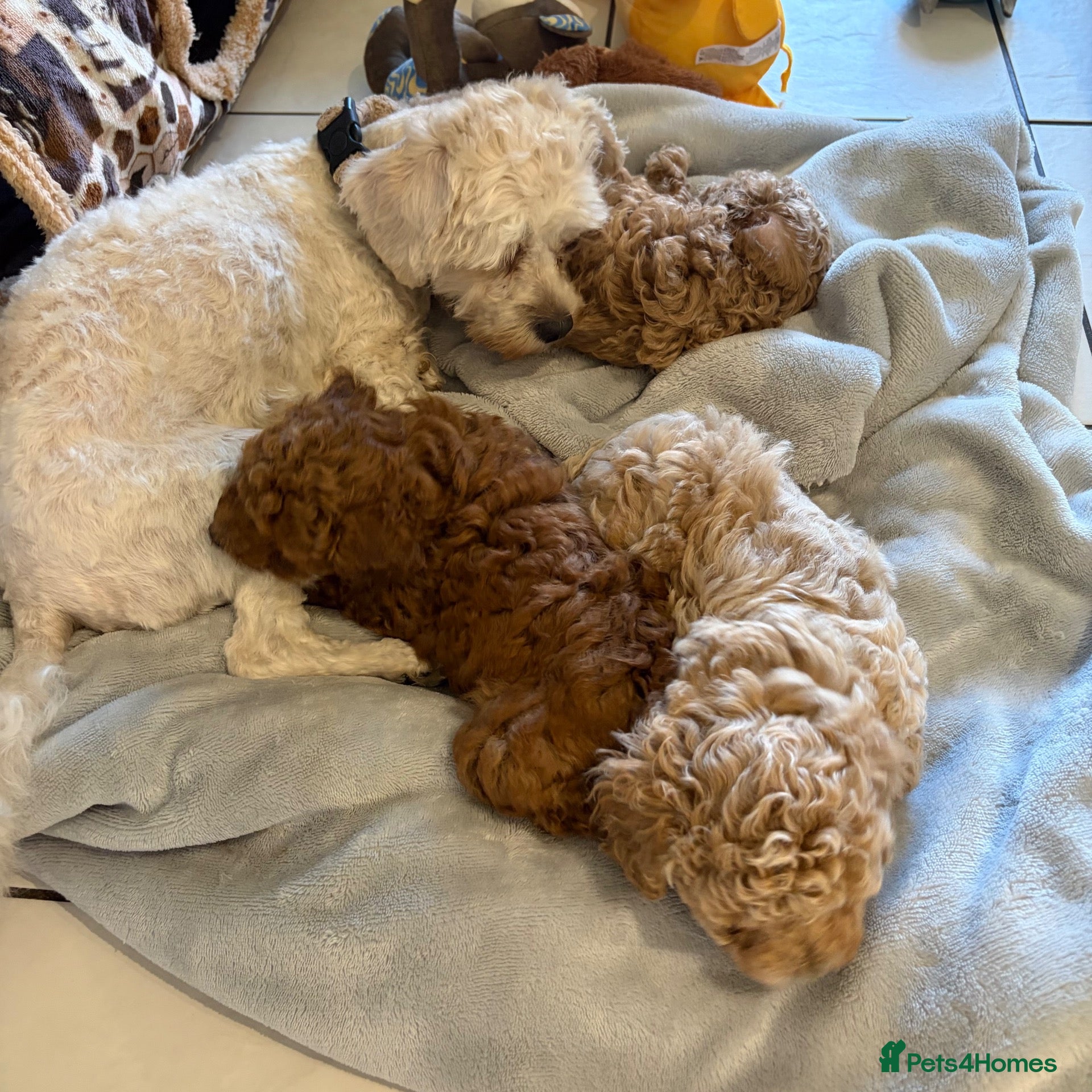 Maltipoo dogs 🐾 F1b Maltipoo Puppies Available – Bingham 🐾 - Advert 11