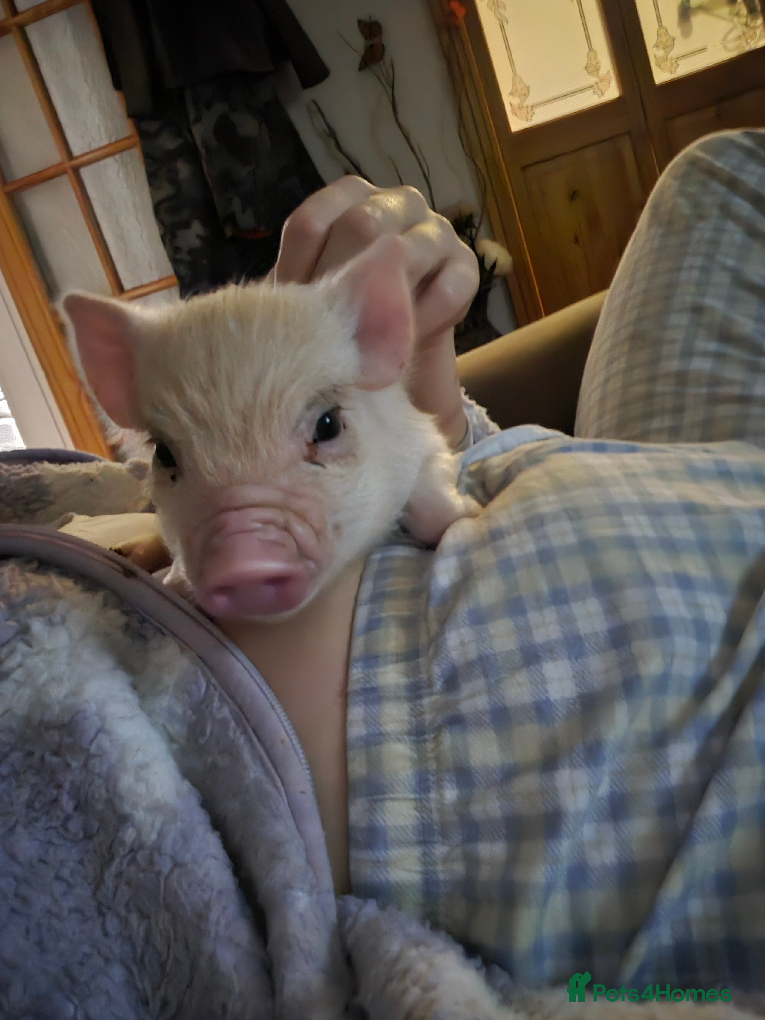 Pig livestock Mini pig - Advert 8