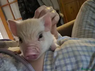 Pig livestock Mini pig - Advert 10