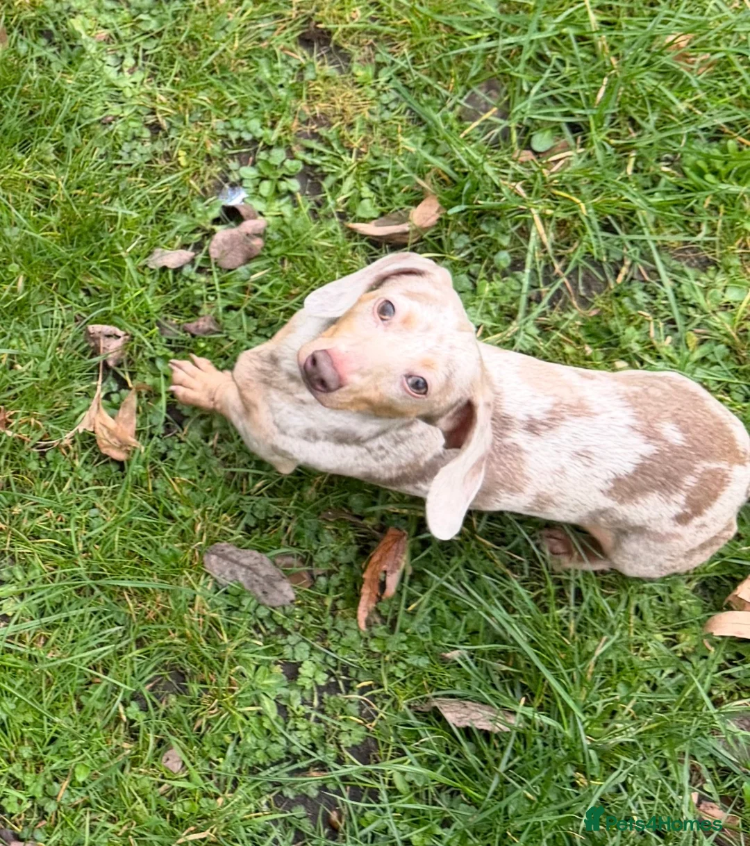 Miniature Dachshund dogs for sale: Dapple miniature dachshund  - Advert 3