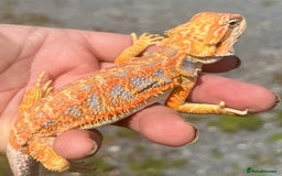Bearded Dragon reptiles for sale: Stunning hypo bearded dragons - Image 7