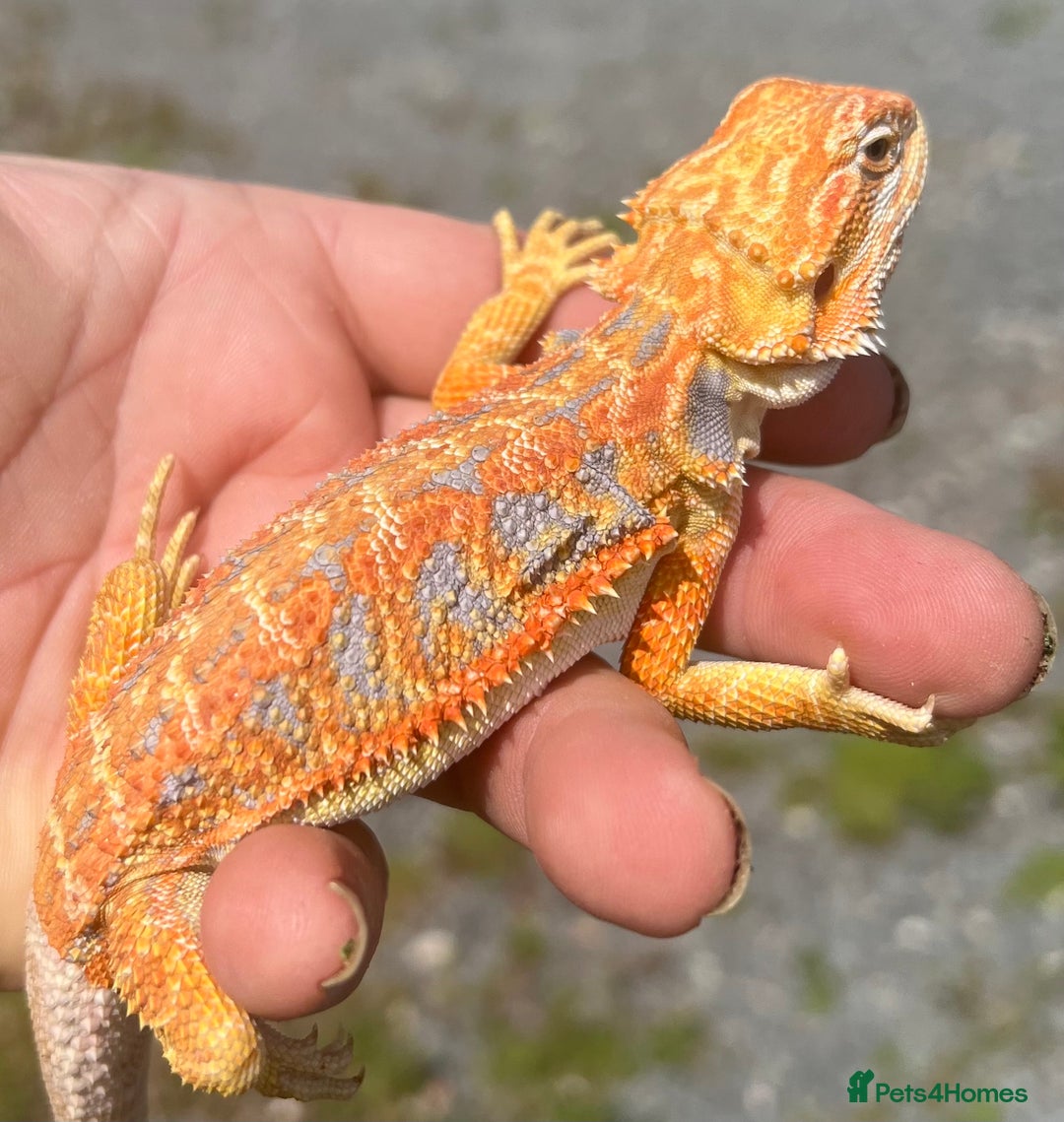Bearded Dragon reptiles for sale: Stunning hypo bearded dragons - Image 7