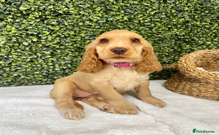 Cocker Spaniel dogs - Advert 13