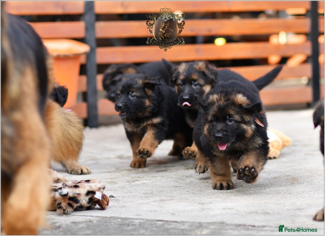 German Shepherd dogs for sale: BRUSAVENBERG LITTER DUE 3rd WEEK of JANUARY 2026 - Advert 3