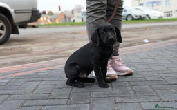 Labrador Retriever dogs for sale: Labrador puppies 2 male black KC reg - Image 18