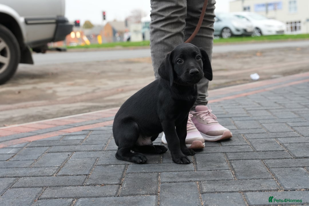 Labrador Retriever dogs for sale: Labrador puppies 2 male black KC reg - Image 18