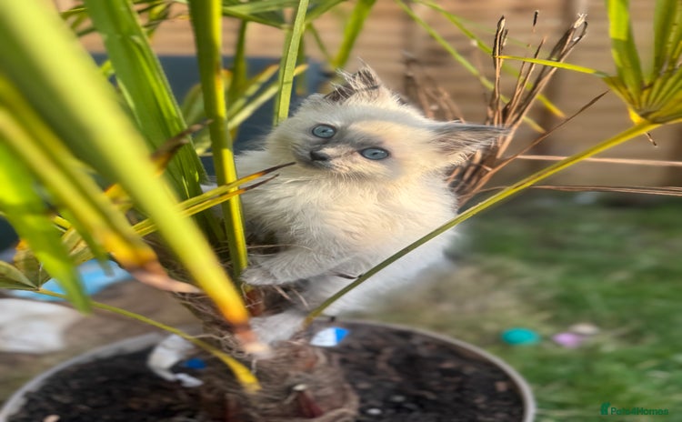 Ragdoll cats - Advert 6