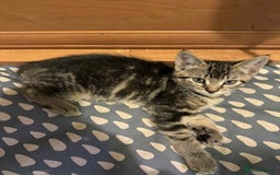 Mixed Breed cats for sale: Adorable Mixed Breed Kitten for Sale! - Image 26