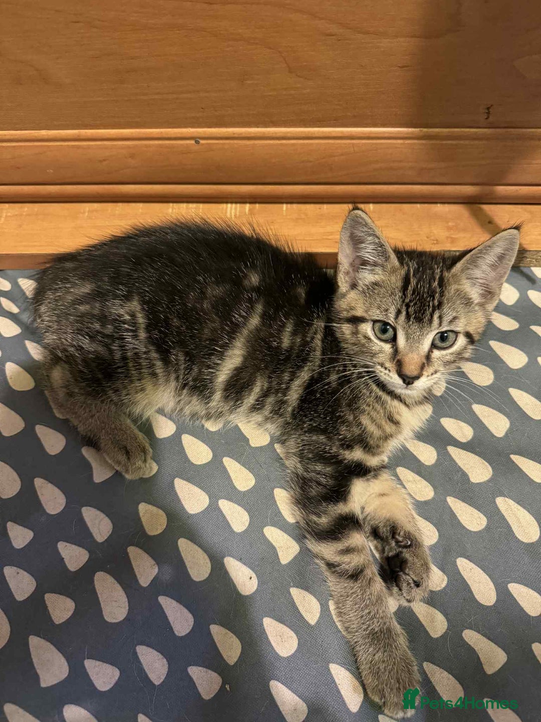 Mixed Breed cats for sale: Adorable Mixed Breed Kitten for Sale! - Image 26
