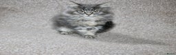 Maine Coon cats for sale: Plush PusZ XXL TICA registered Maine Coon Kittens - Advert 5