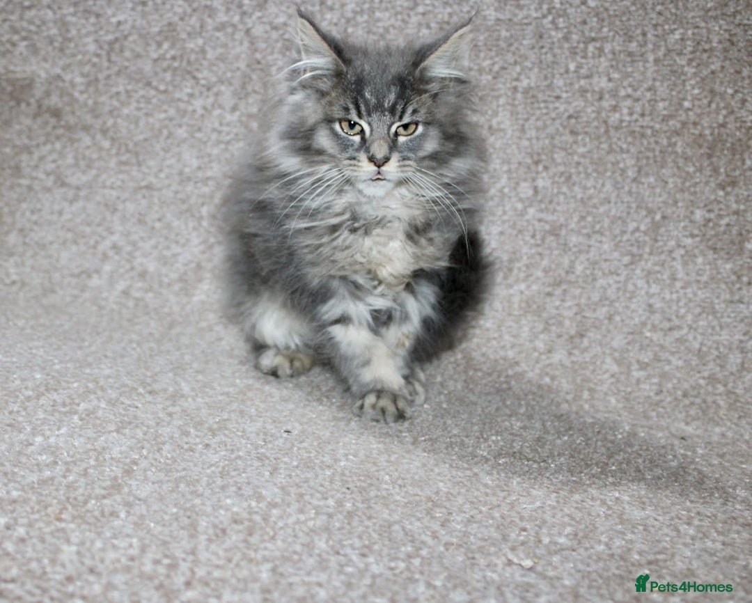 Maine Coon cats for sale: Plush PusZ XXL TICA registered Maine Coon Kittens - Advert 5
