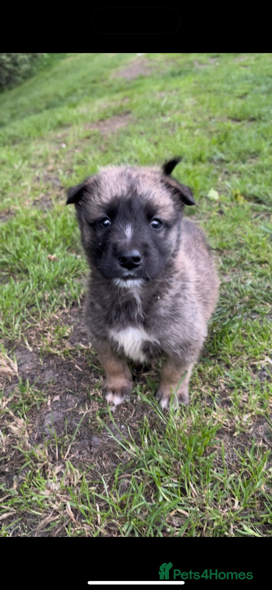 Belgian Shepherd Dog dogs Last boy  - Advert 13