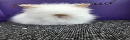 Lionhead rabbits for sale: Pure bred double maned lion head - Advert 3