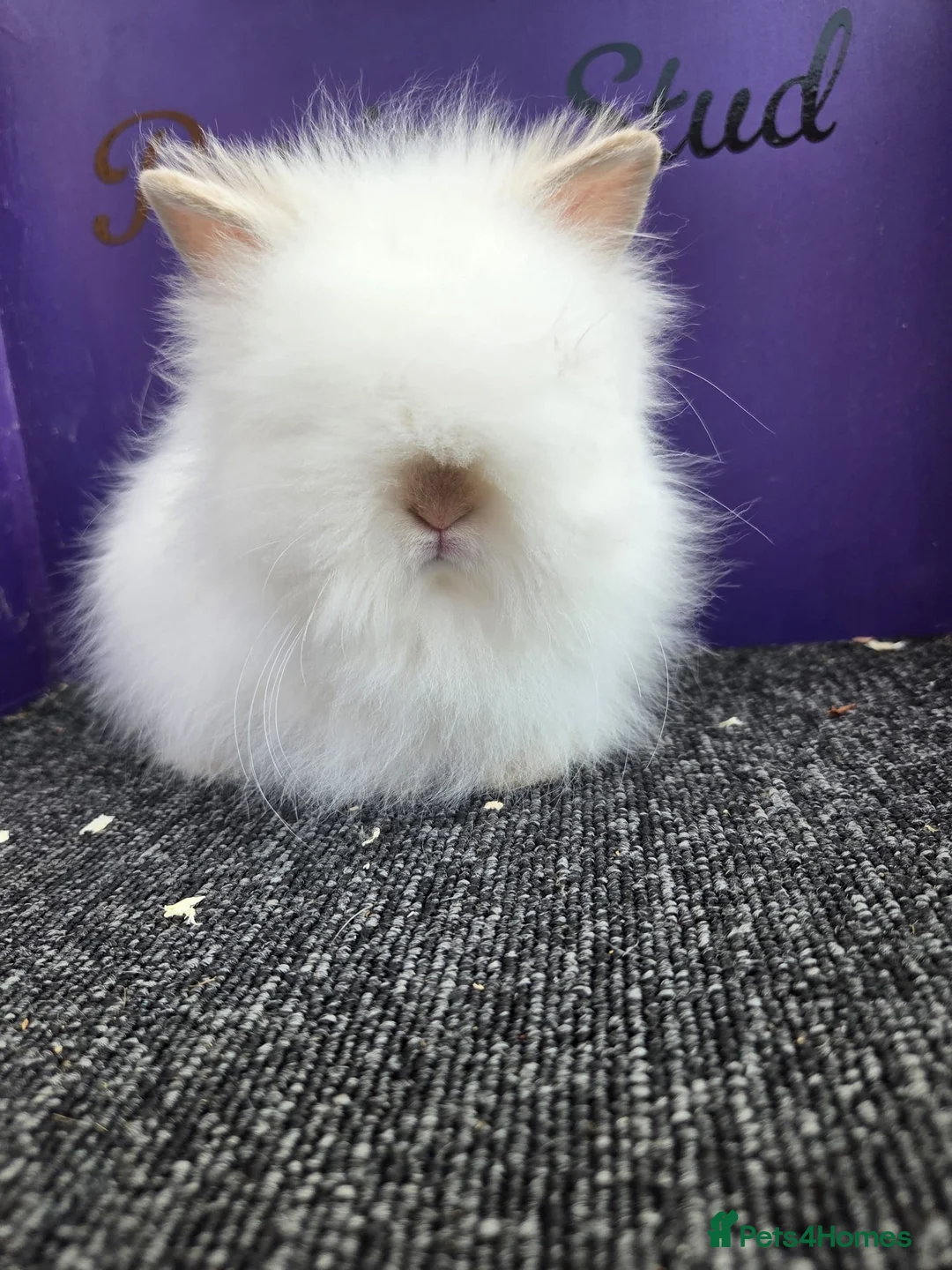Lionhead rabbits for sale: Pure bred double maned lion head - Advert 3