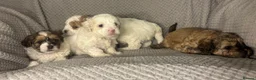 Maltipoo dogs for sale: MALTIPOO PUPPIES in Portsmouth - Advert 1