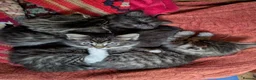 Mixed Breed cats for sale: Ragdoll Tabby Mix Fluffy Home Reared Kittens 2M/2F in Tonbridge - Advert 20