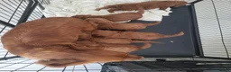 Cockapoo dogs for sale: RED COCKERPOO pups F1 - Advert 4
