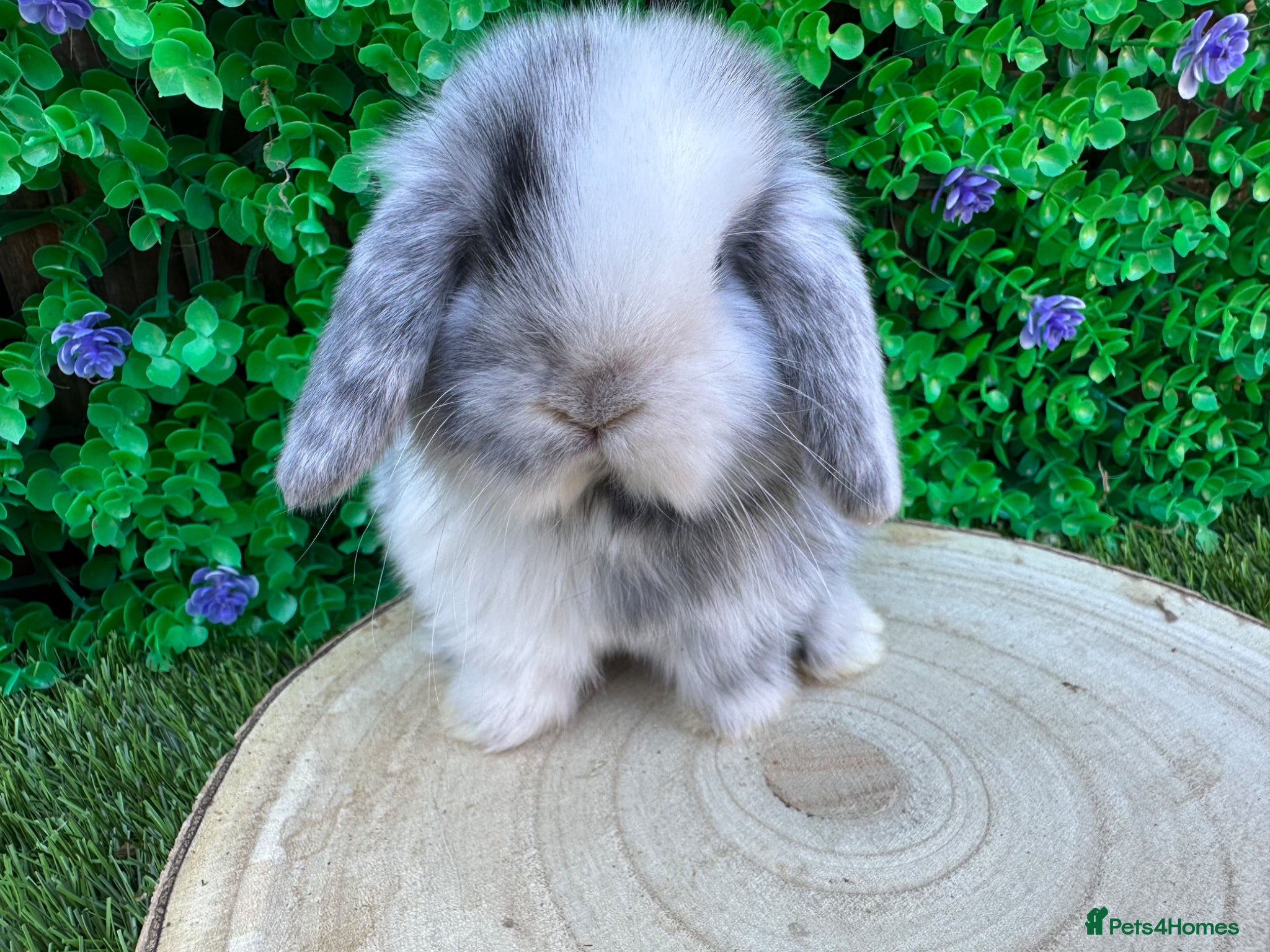 Mini Lop rabbits Stunning purebred mini lops  - Advert 1