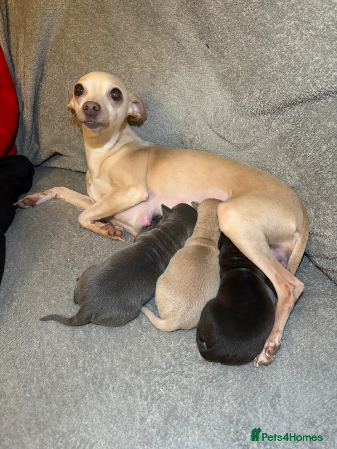 Italian Greyhound dogs for sale: KC registered Italian Greyhound puppies  in Windsor - Advert 1