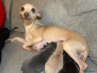 Italian Greyhound dogs KC registered Italian Greyhound puppies - Advert 10