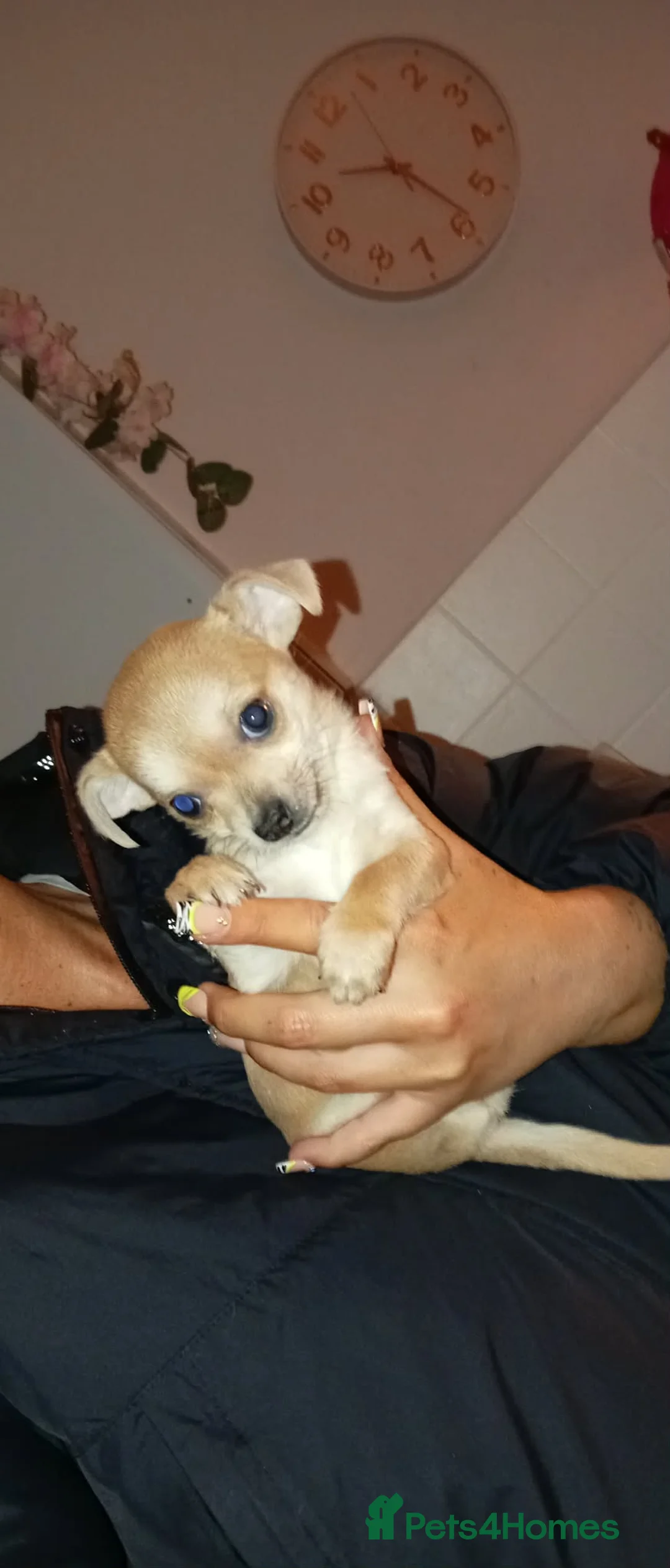 Chihuahua dogs for sale: 💛💚RefucedPEDIGREE CHIHUAHUAS💚💛 1 BOY LEFT - Advert 14
