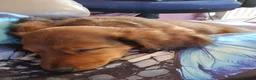 Miniature Dachshund dogs for sale: 🎉REDUCED🎉 1 GIRL RTG! Longhair Mini Dachshund - Advert 5