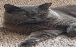 Scottish Fold cats for sale: Adorable Kittens - Image 7