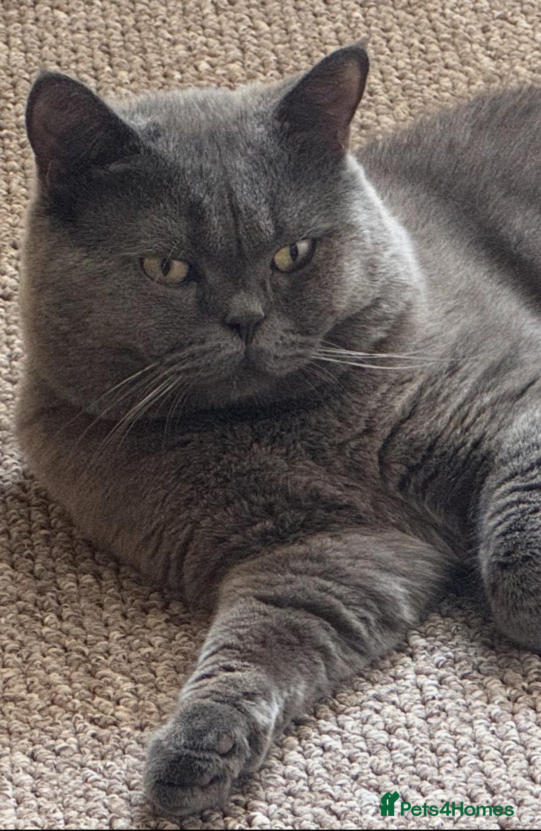 Scottish Fold cats for sale: Adorable Kittens - Image 7