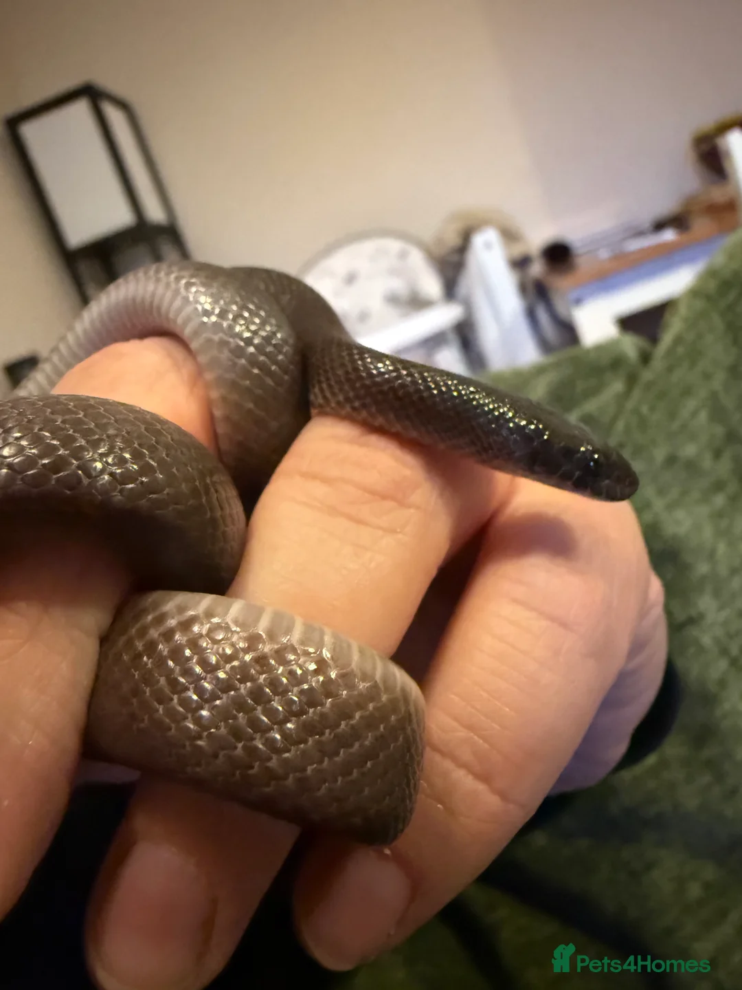 Snake reptiles for sale: Black African house snake - viv included if wanted - Advert 6