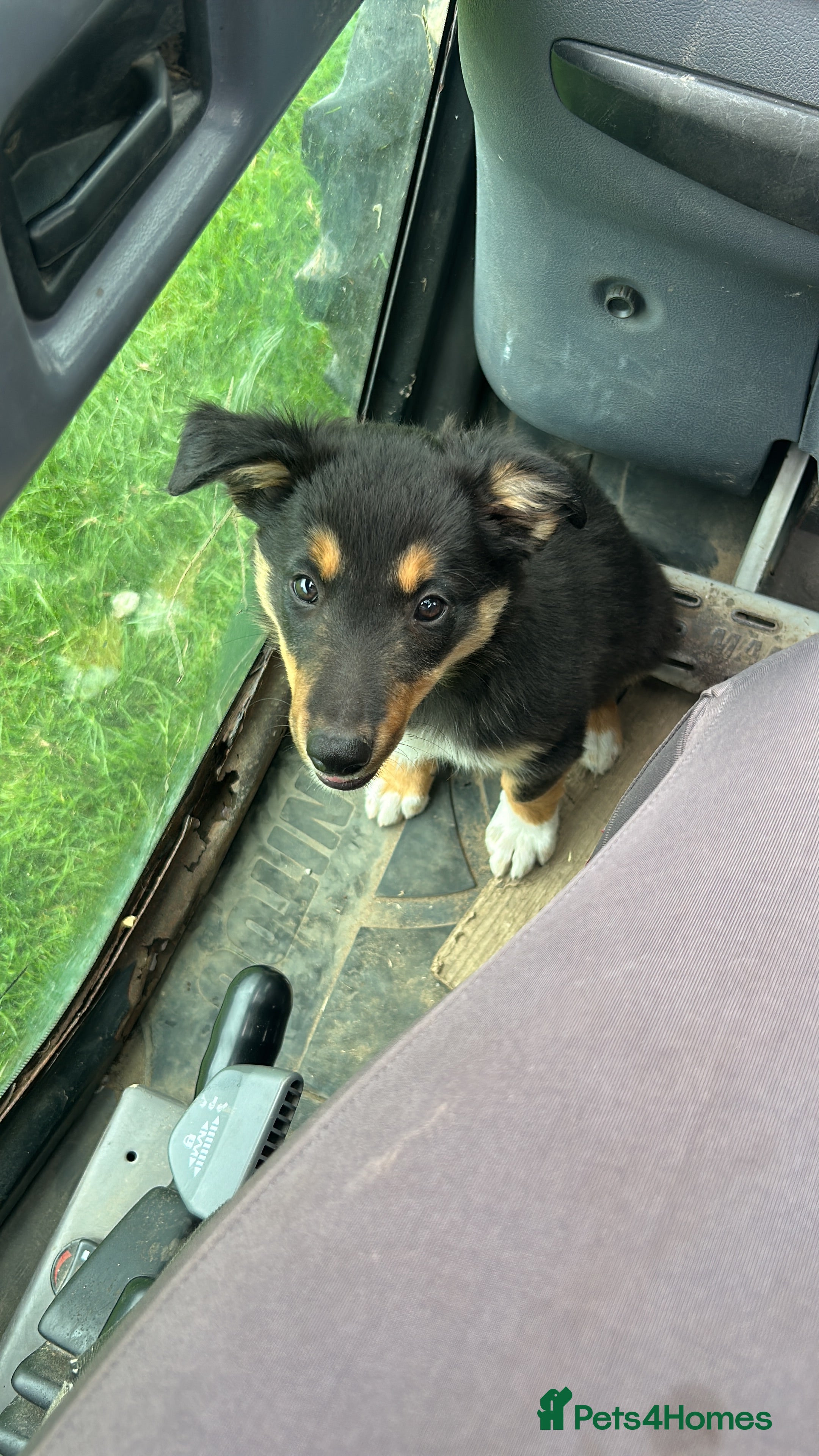 Border Collie dogs Ready now ! Tri coloured and black mottled tick  - Advert 2