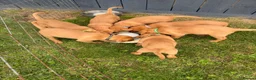 Labrador Retriever dogs for sale: KC Registered Labrador Pups, Mum/Dad Health Tested - Advert 9