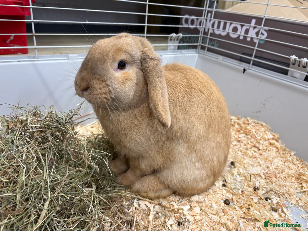Dwarf Lop rabbits for sale: Male Dwarf lop Ready now 🐰♥️🐰  - Advert 2