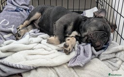 French Bulldog dogs for sale: KC REG FRENCH BULLDOG PUPPY - Image 1