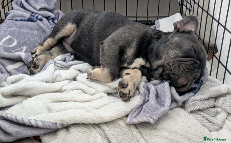 French Bulldog dogs - Advert 1