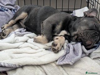French Bulldog dogs - Advert 1